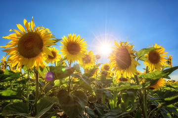 Sunflowers or helianthus at sunset, field of beautiful yellow flowers in sunshine against a blue sky and sun with rays, nature photography suitable for wallpaper or desktop background