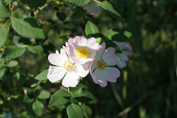 white flowers of a tree