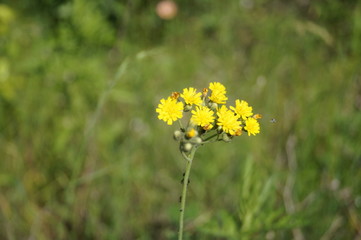 yellow flowers on background of green grass