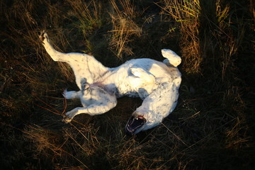 Portrait of Central Asian Shepherd Dog outdoor