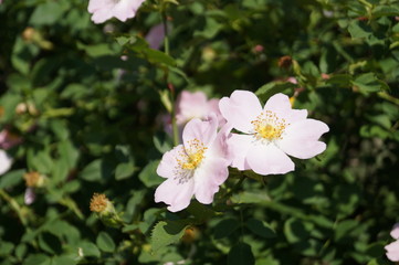 white flowers in garden