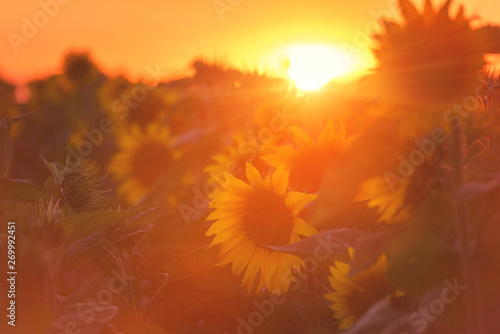 Sunflowers Or Helianthus On Sunset Field In Sunshine Beautiful