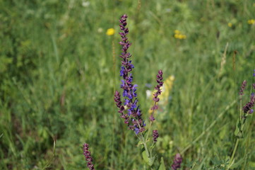purple flowers in field
