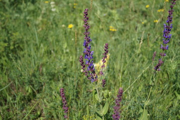 field of lavender flowers