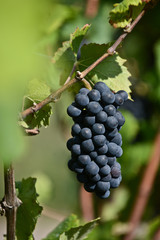 raisin fruit vin viticole vigne