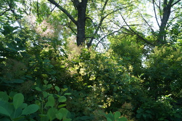 tree in forest