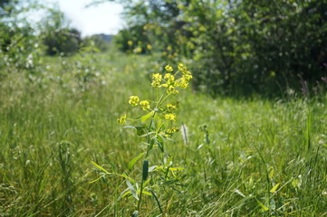 Obraz premium flowers in the garden