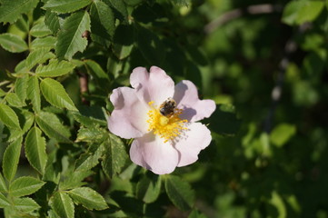 flower in the garden