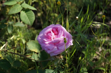 pink rose in the garden