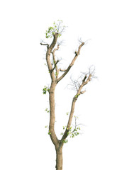 Fototapeta premium Dead tree isolated on white background
