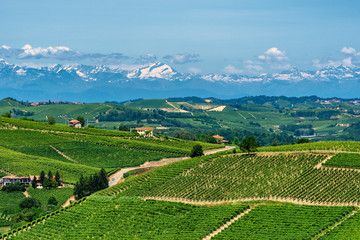 Langhe, vineyards