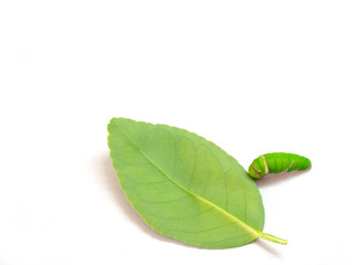 Obraz premium Green caterpillar on the leaves of lemon tree , selective focus