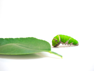 Green caterpillar on the leaves of lemon tree , selective focus