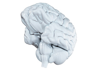 3d rendered medically accurate illustration of a white brain isolated on white