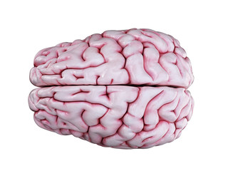 3d rendered medically accurate illustration of a human brain isolated on white