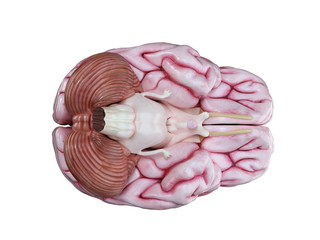 3d rendered medically accurate illustration of a human brain isolated on white