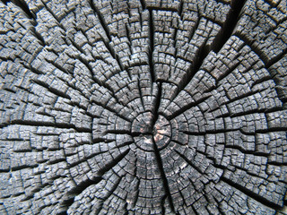 Background is an ancient tree saw. Circles from the center, cracks. texture. The color of dried, weathered wood.
