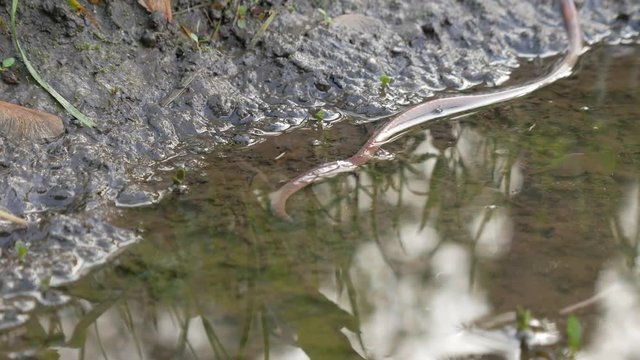 Common European earthworm slowly crawls on the ground (Lumbricus terrestris)
