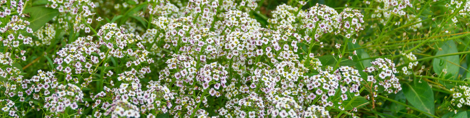 Bordura in primavera