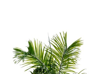 Tropical palm leaves with branches on white isolated background for green foliage backdrop 