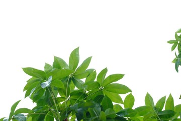 Tropical tree leaves on white isolated background for green foliage backdrop 