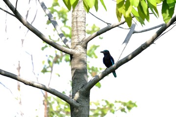 Local Asia bird sitting on the tree trunk with green leaves and white sky background in bright day 