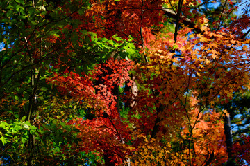 もみじの紅葉