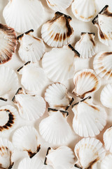 Seashell pattern on white background. Flat lay, top view minimal texture.