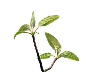 Young tropical elephant apple tree leaves with branches on white isolated background for green foliage backdrop 