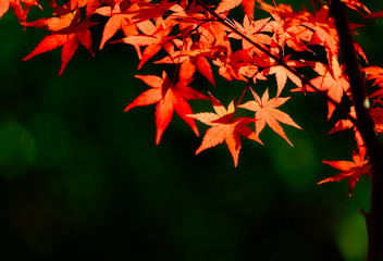 Fototapeta premium もみじの紅葉