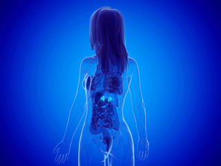3d rendered medically accurate illustration of a womans adrenal glands