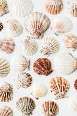 Sea shells pattern on white background. Flat lay, top view minimal texture.