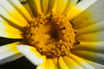 Insect feeding on the pollen of a daisy. Wildlife.