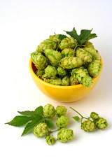 Hops (Humulus lupulus)