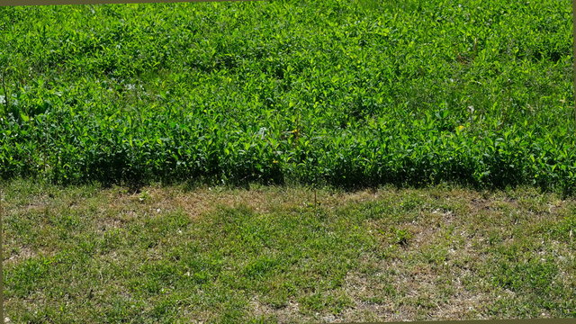 Meadow With Mowed And Uncut Grass