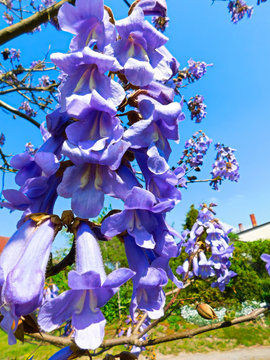 Der Blauglockenbaum (Paulownia tomentosa)