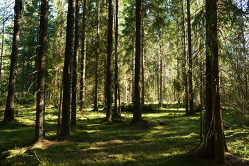 Fir trees  tall  in the spring in green moss in the shadows and the light of the morning sun in the coniferous forest