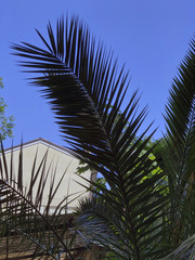Fototapeta na wymiar Palm trees on a background of blue sky and hotels. Vertical. Copy space