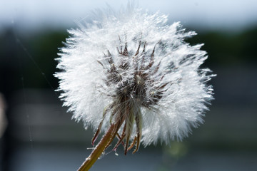 White dandelion against a blue summer sky, river.