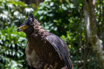 Crested serpent eagle bird portrait