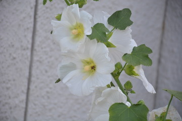 white flowers on wall background
