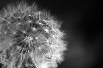 Gordijnen Black and white dandelion close-up. Dandelion fluff. Conceptual photo for project © assistant