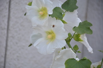 lily of the valley