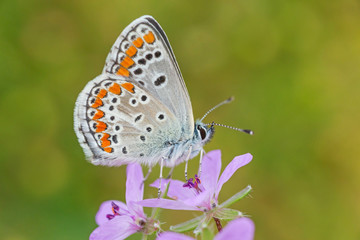 Obraz na płótnie Canvas close up of lycaenidae butterfly sitting on wild flower