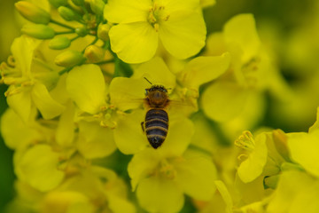 Bee with rape flower in the spring - rapeseed honey - bee collects nectar