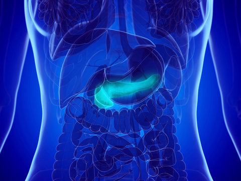 3d rendered medically accurate illustration of a womans pancreas
