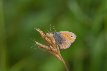 farfalla su una pianta al sole