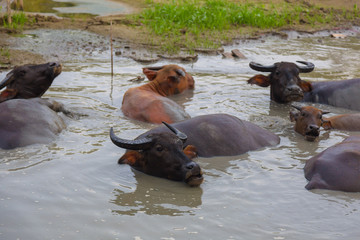 Fototapeta premium Cows are saving from hot in water 