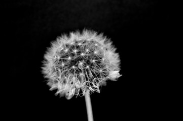 Black and white dandelion close-up. Dandelion fluff. Conceptual photo for project