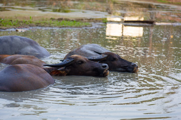 Cows are saving from hot in water 